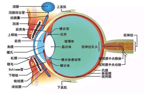 眼球形狀|眼睛的結構和機能